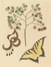 Griffe de chat Mimosa circinalis - Mark Catesby — näkymä teoksesta