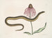 Cécilia Maculata, le serpent de verre, chrysanthème - Mark Catesby — näkymä teoksesta