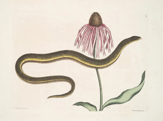 Cécilia Maculata, le serpent de verre, chrysanthème - Mark Catesby — näkymä teoksesta