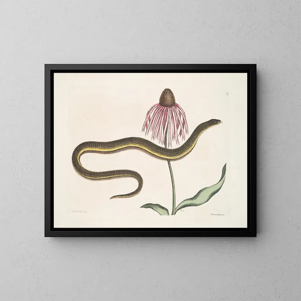 Cécilia Maculata, le serpent de verre, chrysanthème - Mark Catesby — kehystetty taideteos seinällä