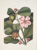 Cenchramidea Arbor saxis nascens c Le Balsam Tree - Mark Catesby — näkymä teoksesta