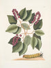 Cerasus c Pigeon Plum Eruca maxima hornuta La chenille à grandes cornes - Mark Catesby — näkymä teoksesta