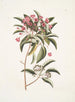 Chamdaphne foliis Tini - Mark Catesby — näkymä teoksesta