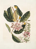 Rhododendron, chamdaphne sempervirens - Mark Catesby — näkymä teoksesta