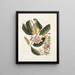Rhododendron, chamdaphne sempervirens - Mark Catesby — kehystetty taideteos seinällä
