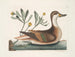 Chrysanthème et canard Ilathera - Mark Catesby — näkymä teoksesta