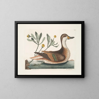 Mark Catesby - Chrysanthemum c Anas Bahamensis The Ilathera Duck.webp