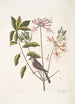 Cistus flore Periclymini Le chèvrefeuille dressé Parus cristatus La mésange huppée - Mark Catesby — näkymä teoksesta