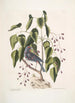 Coccothraustes purpurea Le gros-bec pourpré Toxicodendron foliis alatis c Le bois poison - Mark Catesby — näkymä teoksesta