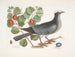 Pigeon couronné blanc Plumier à feuilles de prunier - Mark Catesby — näkymä teoksesta