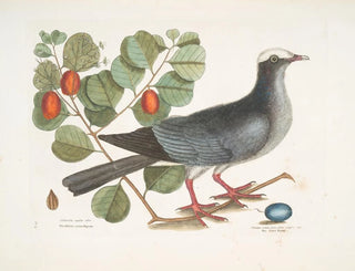 Pigeon couronné blanc Plumier à feuilles de prunier - Mark Catesby — näkymä teoksesta