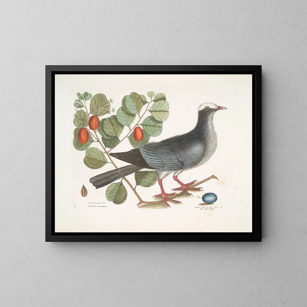 Pigeon couronné blanc Plumier à feuilles de prunier - Mark Catesby — kehystetty taideteos seinällä