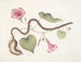 Convolvulus c. La pomme de terre virginienne Anguis c. Le serpent à perles - Mark Catesby — näkymä teoksesta