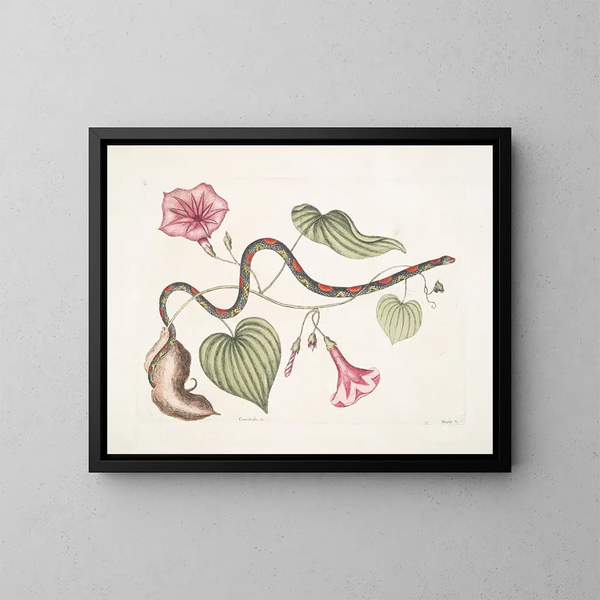 Convolvulus c. La pomme de terre virginienne Anguis c. Le serpent à perles - Mark Catesby — kehystetty taideteos seinällä