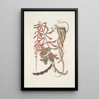 Mark Catesby - Corallodendron c Anguis minor fuscus maculatus The little brown BeadSnake.webp