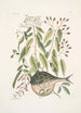 Cornus c An Phaseolus c Orbis lvis variegatus Le poisson-globe - Mark Catesby — näkymä teoksesta