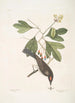 Cornus mas Odorata Sassafras Muscicapa Corona rubra Le tyran - Mark Catesby — näkymä teoksesta