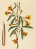 Bignonia capreolata - Mark Catesby — näkymä teoksesta