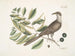 Coucou de Caroline - Mark Catesby — näkymä teoksesta