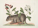 Cuniculus bahamensis, le coney des Bahamas - Mark Catesby — näkymä teoksesta