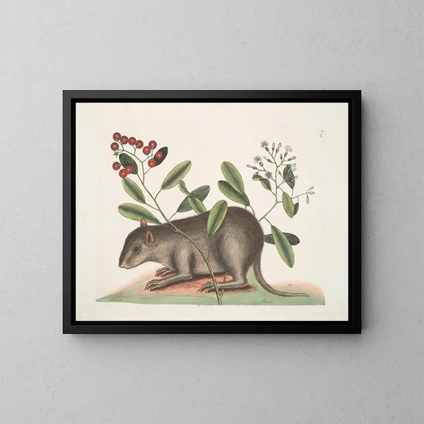 Cuniculus bahamensis, le coney des Bahamas - Mark Catesby — kehystetty taideteos seinällä