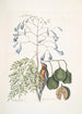 Fringilla Bahamiensis Le pinson des Bahamas Bignonia flore coeruleo Le gaïac à larges feuilles à fleurs bleues - Mark Catesby — näkymä teoksesta