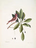 Fringilla purpurea Le Roselin pourpré Tupelo Arbor c L'arbre Tupelo - Mark Catesby — näkymä teoksesta
