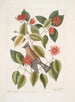 Buisson de feuilles de corne c Garullus carolinensis Le Bavard - Mark Catesby — näkymä teoksesta