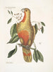 Le buisson de laurier aux feuilles pendantes et aux fruits tricotés aux graines noires brillantes Psitticus Paradisis des Bois Rouges Le Perroquet du Paradis - Mark Catesby — näkymä teoksesta