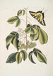 Frutex Viginianus Papilio caudatus maximus - Mark Catesby — näkymä teoksesta