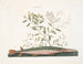 Le poisson-épée vert - Mark Catesby — näkymä teoksesta