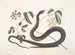 Frutex c Anguis c Le Serpent Noir - Mark Catesby — näkymä teoksesta