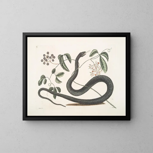 Frutex c Anguis c Le Serpent Noir - Mark Catesby — kehystetty taideteos seinällä