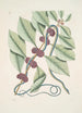 Frutex c Anguis gracilis cruleoviridis Le serpent bleu-vert - Mark Catesby — näkymä teoksesta