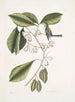 Frutex, parus fringillaris, le fringillon - Mark Catesby — näkymä teoksesta