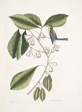 Mark Catesby - Frutex c Parus fringillaris The FrinchGreeper.webp
