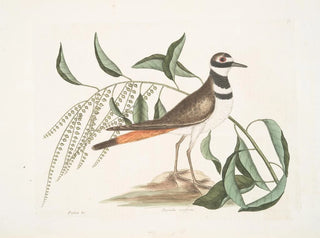 Mark Catesby - Frutex c The SorrelTree Pluvialis vociferus The Chattering Plover.webp