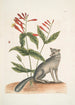 Gentiana L'œillet indien Vulpis Le renard gris - Mark Catesby — näkymä teoksesta