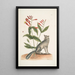Gentiana L'œillet indien Vulpis Le renard gris - Mark Catesby — kehystetty taideteos seinällä