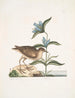 Gllinula Americana Le Soree Gentiana c - Mark Catesby — näkymä teoksesta