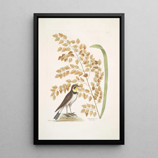 Mark Catesby - Gramen Myloicophoron Oxyphyllon Carolinianum The Seaside Oat Alauda gutture flavo The Lark.webp