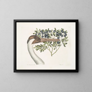 Mark Catesby - Grus Americana Alba The hooping Crane Prunus c The BulletBush.webp