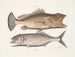Gugupuguacu le hindou Saliatrix Skipjack - Mark Catesby — näkymä teoksesta