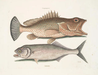 Gugupuguacu le hindou Saliatrix Skipjack - Mark Catesby — näkymä teoksesta