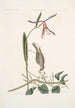 Helleborine Lily folio L'hellébore à feuilles de lys Parus Uropygeo luteo La mésange à croupion jaune Apocynum Scandens L'asclépiade - Mark Catesby — näkymä teoksesta