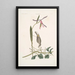 Helleborine Lily folio L'hellébore à feuilles de lys Parus Uropygeo luteo La mésange à croupion jaune Apocynum Scandens L'asclépiade - Mark Catesby — kehystetty taideteos seinällä