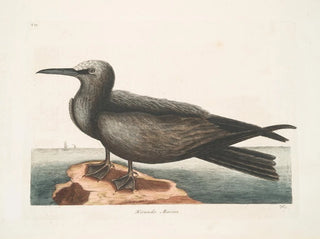 Merihirviö, Noddy - Mark Catesby — näkymä teoksesta