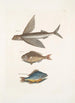 Hirundo Le poisson volant Perca c Le poisson gouvernail Perca fluviatilis c La perche d'eau douce - Mark Catesby — näkymä teoksesta