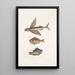 Hirundo Le poisson volant Perca c Le poisson gouvernail Perca fluviatilis c La perche d'eau douce - Mark Catesby — kehystetty taideteos seinällä