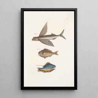 Mark Catesby - Hirundo The Flying FIsh Perca c The Rudder Fish Perca fluviatilis c The FreshWater Pearch.webp